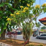 Bunga Kamboja
