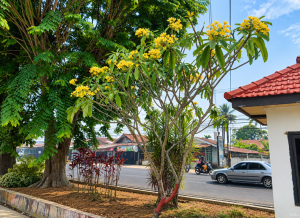 Bunga Kamboja