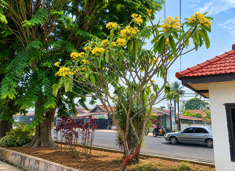 Bunga Kamboja