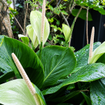 Bunga Peace Lily Berubah Hijau