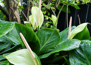 Bunga Peace Lily Berubah Hijau