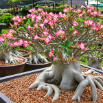 Cara Agar Adenium Berbunga Banyak