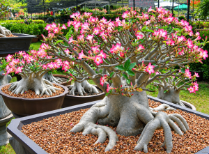 Cara Agar Adenium Berbunga Banyak