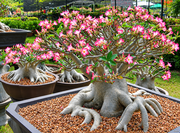 Cara Agar Adenium Berbunga Banyak