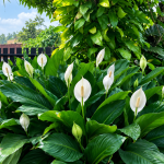 Cara Agar Peace Lily Cepat Berbunga