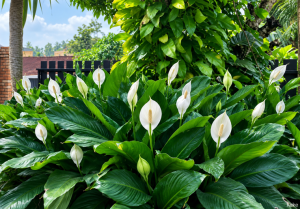 Cara Agar Peace Lily Cepat Berbunga