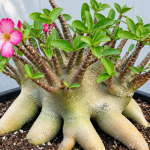 Cara Memangkas Adenium