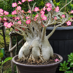 Cara Membuat Bonggol Adenium Cepat Besar
