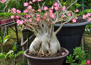 Cara Membuat Bonggol Adenium Cepat Besar