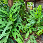 Cara Membuat Daun Janda Bolong Lebih Besar