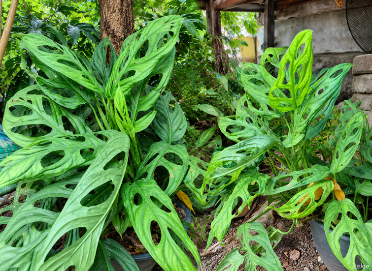 Cara Membuat Daun Janda Bolong Lebih Besar