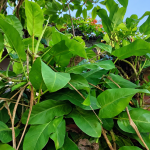 Cara Membuat Philodendron Lemon Tumbuh Subur