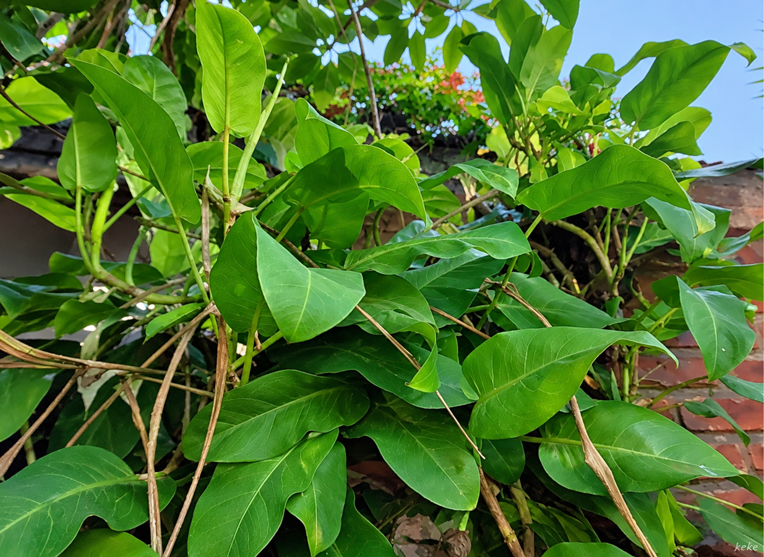 Cara Membuat Philodendron Lemon Tumbuh Subur