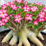 Cara Memperbanyak Adenium