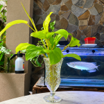 Cara Memperbanyak Philodendron Lemon