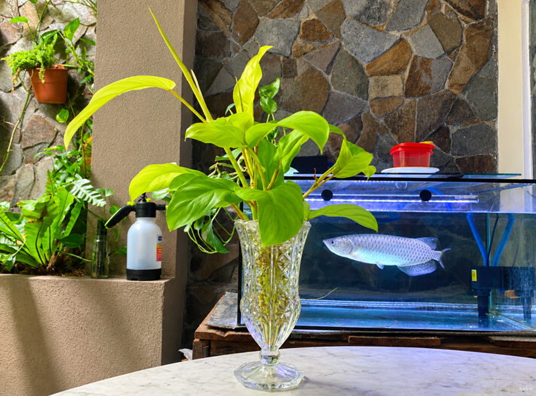 Cara Memperbanyak Philodendron Lemon