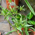 Cara Memperbanyak Spider Plant