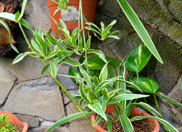 Cara Memperbanyak Spider Plant