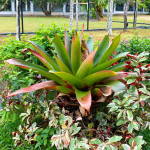 Cara Memperbanyak Tanaman Bromelia