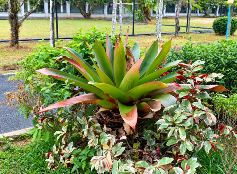 Cara Memperbanyak Tanaman Bromelia