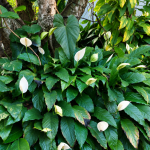 Cara Menanam Peace Lily