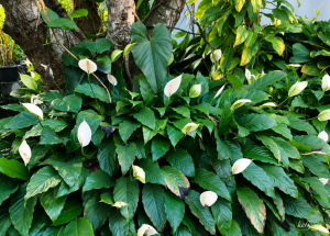 Cara Menanam Peace Lily