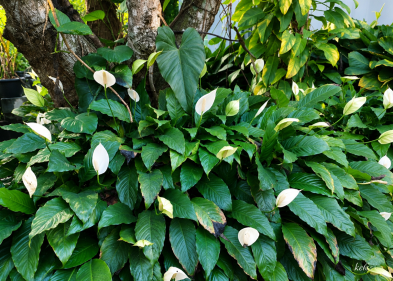 Cara Menanam Peace Lily