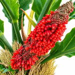 Cara Menyemai Biji Bunga Anthurium