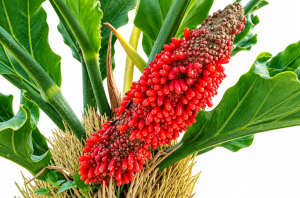 Cara Menyemai Biji Bunga Anthurium