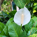 Cara Menyiram Peace Lily