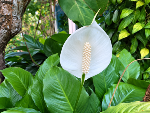 Cara Menyiram Peace Lily