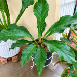 Cara Merawat Anthurium Gelombang Cinta