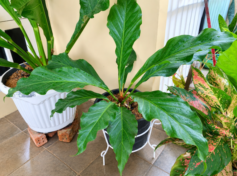 Cara Merawat Anthurium Gelombang Cinta