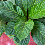 Cara Merawat Anthurium Jemani