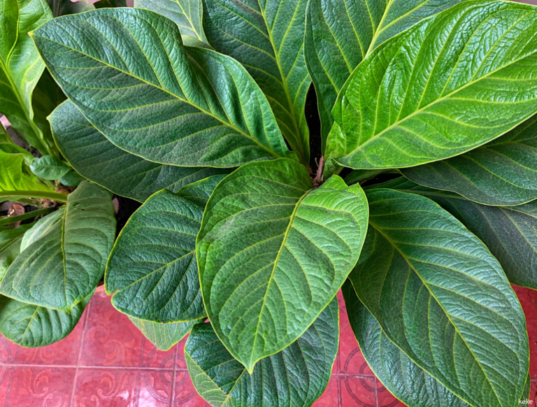 Cara Merawat Anthurium Jemani