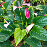 Cara Merawat Anthurium agar Cepat Berbunga