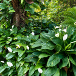 Cara Merawat Peace Lily
