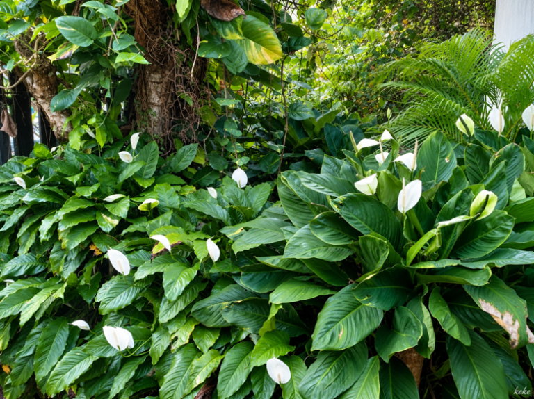 Cara Merawat Peace Lily