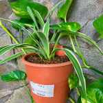 Cara Merawat Tanaman Induk Spider Plant agar Cepat Beranak