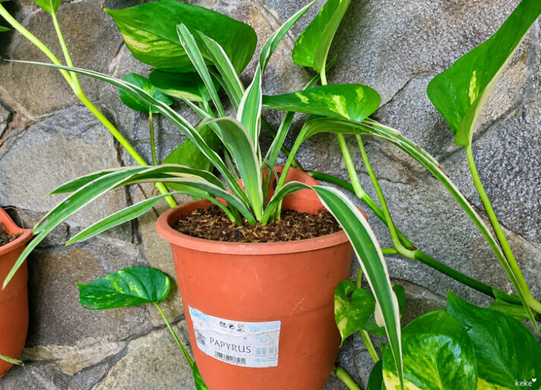 Cara Merawat Tanaman Induk Spider Plant agar Cepat Beranak