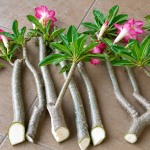 Cara Stek Adenium