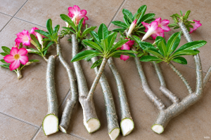 Cara Stek Adenium