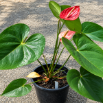 Ciri-Ciri Anthurium Andraeanum
