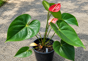 Ciri-Ciri Anthurium Andraeanum