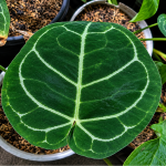 Daun Kuping Gajah Layu