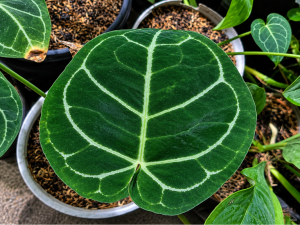Daun Kuping Gajah Layu