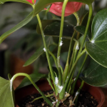 Hama Anthurium