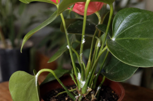 Hama Anthurium