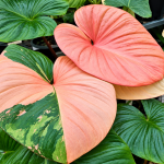 Homalomena humilis Pink