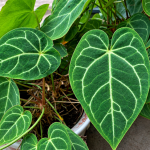 Jenis Anthurium Kuping Gajah